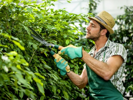 A man wearing a straw hat, checked shirt, and green gardening apron is trimming dense green hedges with pruning shears in a well-maintained garden. The garden features a lush lawn area with neatly mown grass in the foreground, bordered by a variety of shrubs and small trees. In the background, there are additional bushes and taller trees, providing a layered landscape. The scene suggests overcast weather with soft, diffuse lighting, highlighting the vibrant green tones of the plants. The man appears focused on his pruning tasks, conveying professional outdoor maintenance. This setting could be part of a residential front or back garden in Barnet, showcasing typical landscaping and gardening elements. The overall view emphasizes the importance of hedge trimming, garden upkeep, and outdoor care services provided by companies like Lawn Mowing Barnet, situated within the local landscape of North London.